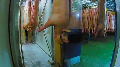 You walk in and the first thing you see - Pignorant