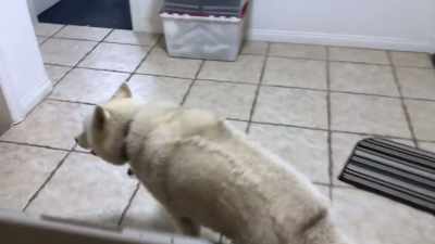 -You want a coconut blueberry stick?
-"Over here!" - 2022 American Rescue Dog Show