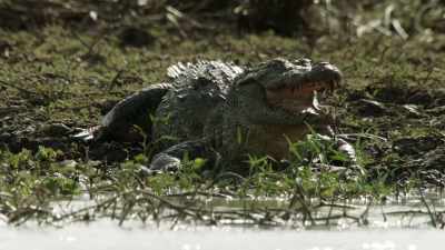You will continue to eat ship - When Nature Calls with Helen Mirren