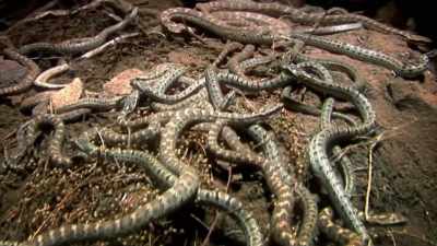 You will die here." - The UnBelievable with Dan Aykroyd