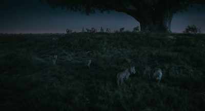You will leave and start a new
life, a new beginning. - Mufasa: The Lion King