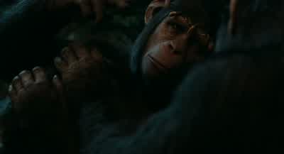 You worry about the humans... - Dawn of the Planet of the Apes