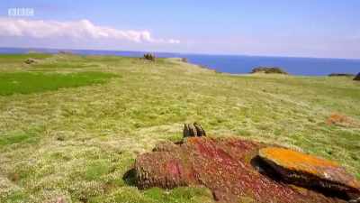 You would never know
that they were still here - Wales: Land of the Wild