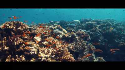 You would see the reefs coming back, - Seaspiracy