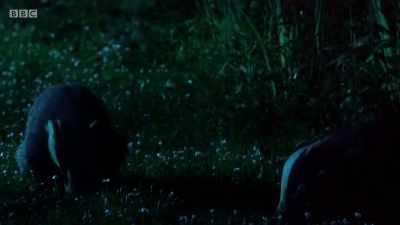 You would think that
family would be welcome. - Wales: Land of the Wild