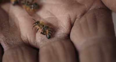 You would think that there wouldbe a common mind on this, - The Pollinators