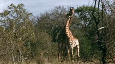 You wouldn't
really know they were fighting - The Woman Who Loves Giraffes