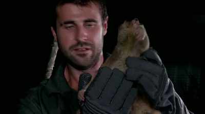 You wouldn't think
such a cute little animal - Kings of Pain