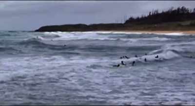 You'd paddle as hard as
you could just to prove - Bethany Hamilton: Unstoppable