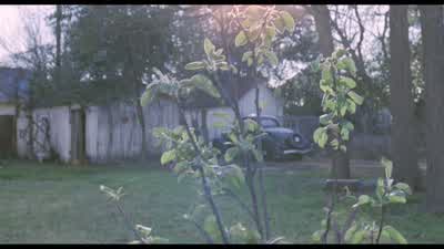 You'll be grown before that tree is tall - The Tree of Life