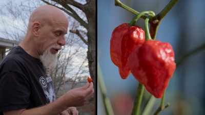 You'll get a crunch
from a fresh pepper - Superhot: The Spicy World of Pepper People