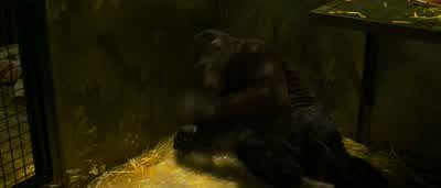 You'll learn who's boss, soon enough. - Rise of the Planet of the Apes