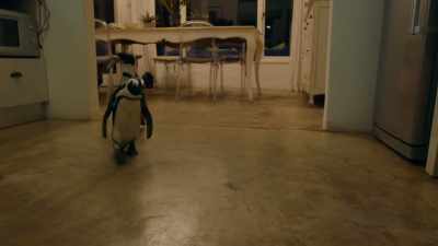 Young adults sometimes
shadow more experienced grownups - Penguin Town