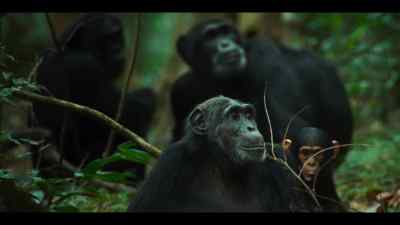 Young females move between groups - Chimp Empire