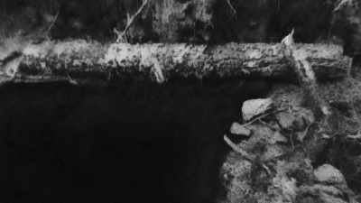 (young George yelps) - Trees and Other Entanglements