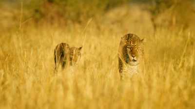 Young and inexperienced, - Serengeti