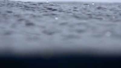 ''Young orca are a pod's
most precious resource.'' - Secrets of the Whales