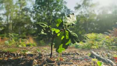 Young trees may struggle - Wild Isles