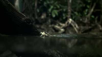 Youngsters start with insects
and small fish. - Modern Dinosaurs