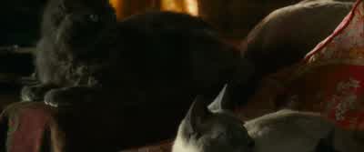 Your cat.... - Catwoman
