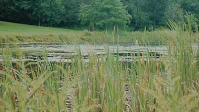 - Your childhood haunts,
forgotten and overgrown. - Teddiscare
