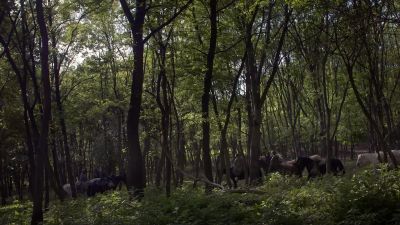 - Your horses belong to whom?
- Lord Odda. - The Last Kingdom