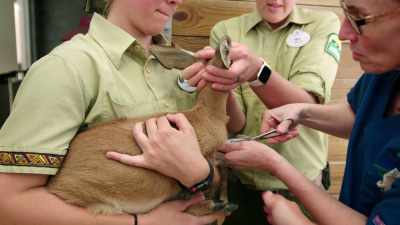-You're a good boy.
-So, so close - Magic of Disney's Animal Kingdom
