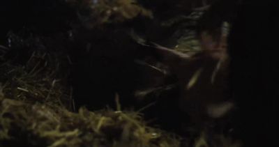 You're all right, mate, aren't you? - Cow