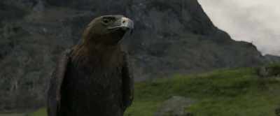 You're good with animals, aren't you? - King Arthur: Legend of the Sword