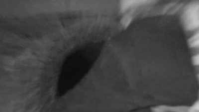  You're looking at something - Expedition Bigfoot