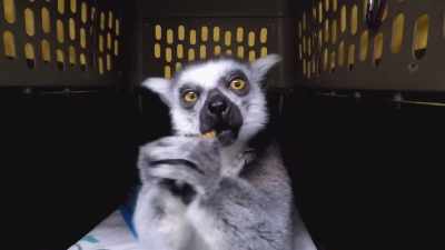 You're not spoiled
at all, are you? - Secrets of the Zoo