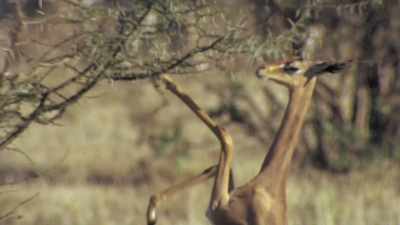 You're pronounced "gerenuk." - Absurd Planet