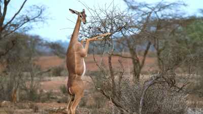 You're pronounced "gerenuk"! - Absurd Planet