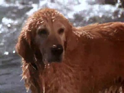 You're seeing things - Homeward Bound: The Incredible Journey
