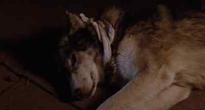 - You're wasting your time.
- He was tame once. - White Fang