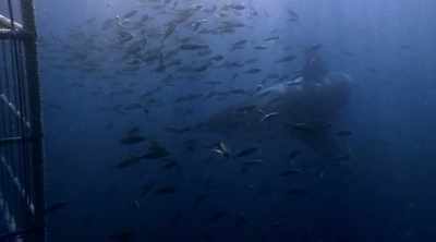 Youth and inexperience - Shark Attack Files
