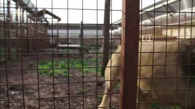 You've had them
since they were cubs, but... - Britain's Tiger Kings - On the Trail with Ross Kemp