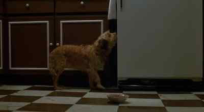 Yuck. - Oh Heavenly Dog
