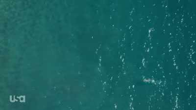 - Yul is swimming for his life - Snake in the Grass