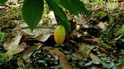 [Zac] Whoa. Yeah, please.
I've never seen a cacao, like... - Down to Earth with Zac Efron