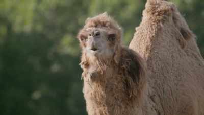 Zack: Here at the wilds
conservation park - Secrets of the Zoo