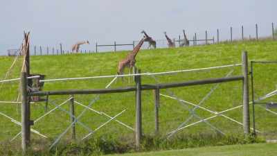Zack: If mom abandons it,
it won't survive, - Secrets of the Zoo