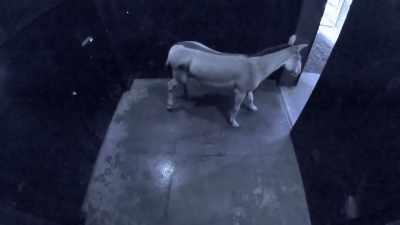Zack: So, we get krypto
back up on his feet, - Secrets of the Zoo