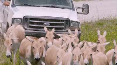 Zack: So it's a huge relief to
be able to know that our herd - Secrets of the Zoo