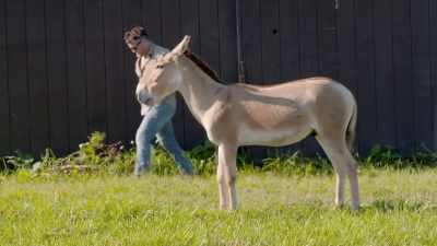 Zack: So now you got
a good foot trim, - Secrets of the Zoo