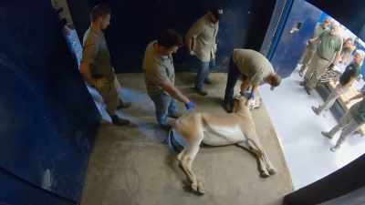 Zack: So, his tail's flipping, - Secrets of the Zoo
