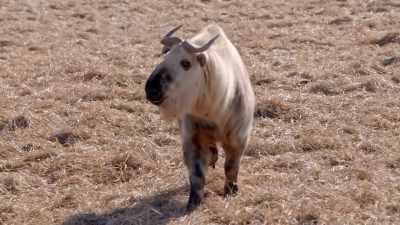 Zack: Takin, in particular,
don't get freaked out, - Secrets of the Zoo