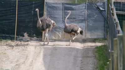 Zack: The weather's really
changed and it's super nice out, - Secrets of the Zoo