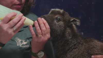 Zack: We had to really
have some hard truths - Secrets of the Zoo