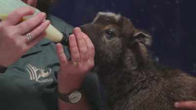Zack: With the herd mentality
that takin have, - Secrets of the Zoo